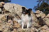EPAGNEUL PAPILLON 113